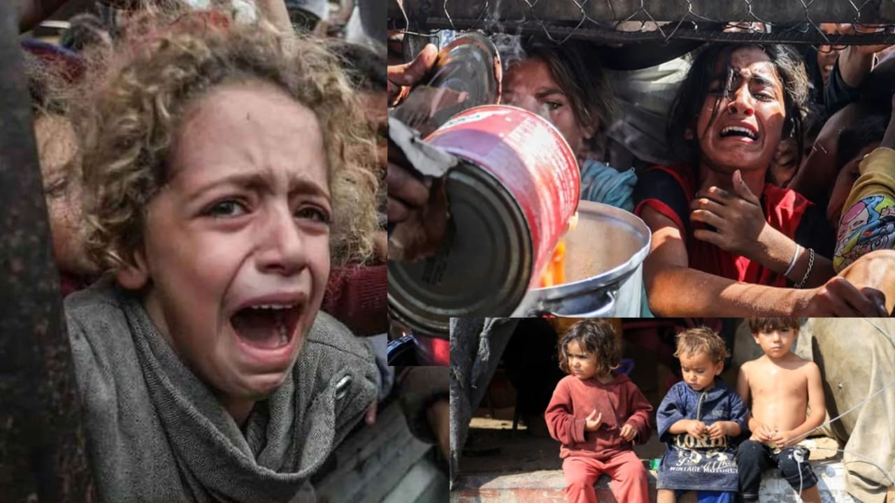 ফিলিস্তিন থেকে ভাইরাল সর্বশেষ নিউজ!